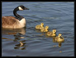 Canada Geese 40D0004685 by Cristian-M