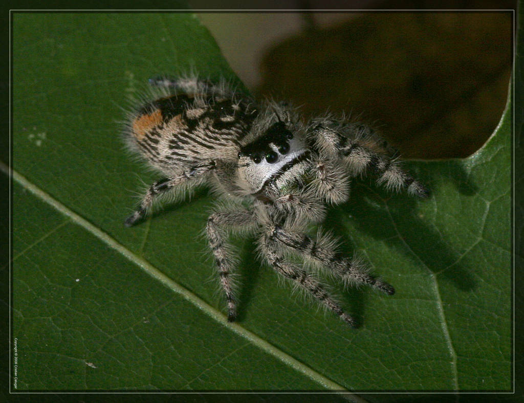 Jumping spider 20D0038041 by Cristian-M