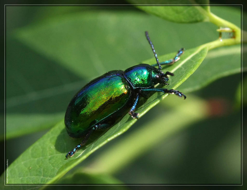 Dogbane Beetle 40D0013609 by Cristian-M