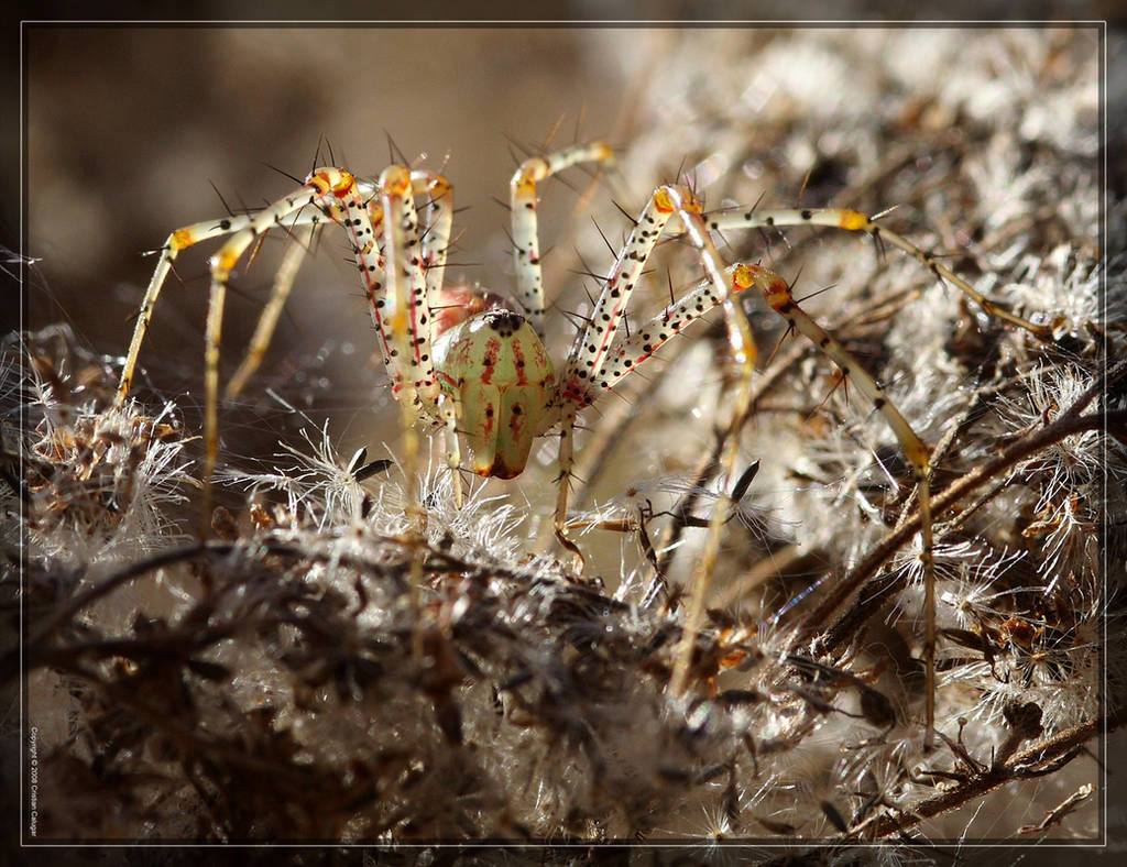 Green Lynx Spider 40D0030364 by Cristian-M