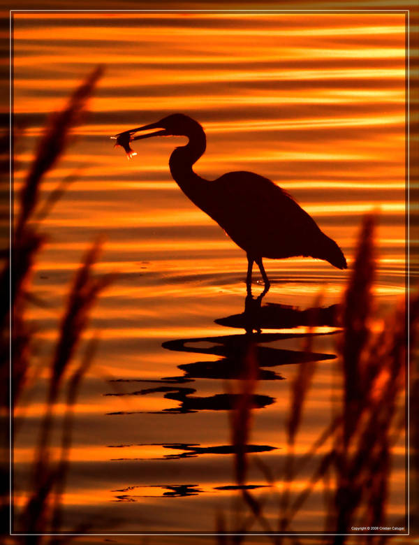 Great Blue Heron 40D0033269 by Cristian-M