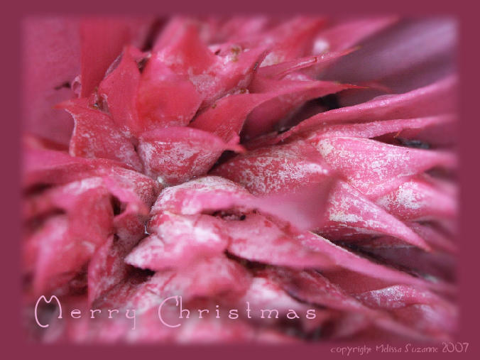 Merry Christmas by jerseybrat