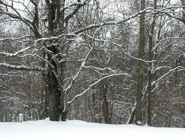 Snowy Morning by jerseybrat