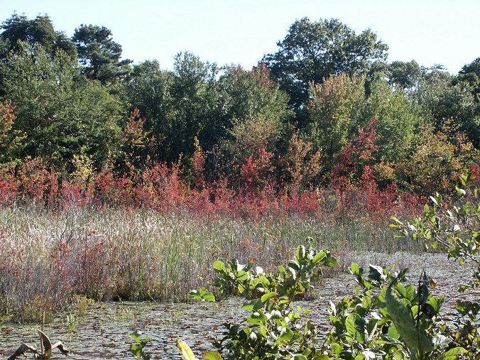 Autumn Wetlands by jerseybrat