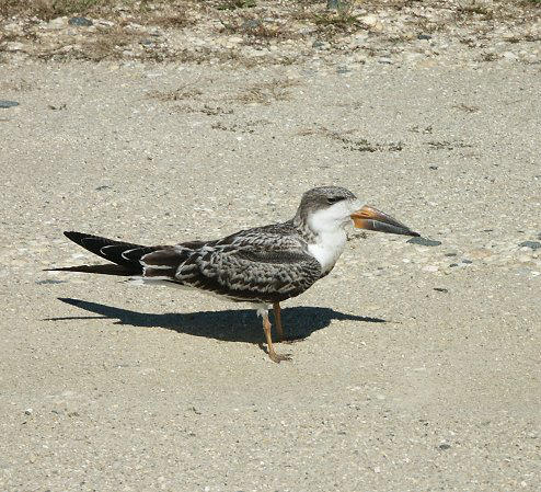 Black Skimmer Young'n by jerseybrat