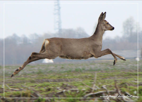 Look at me, I'm flying. by PaulaDarwinkel