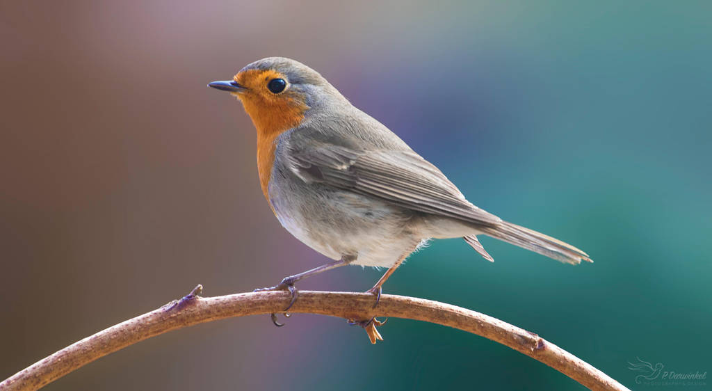 Robin by PaulaDarwinkel