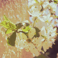 spring by anaPhenix