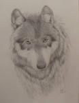 Canis lupus by basketremoval