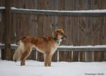 Foster dog Nadia by DreamEyce
