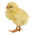 Chick icon.2