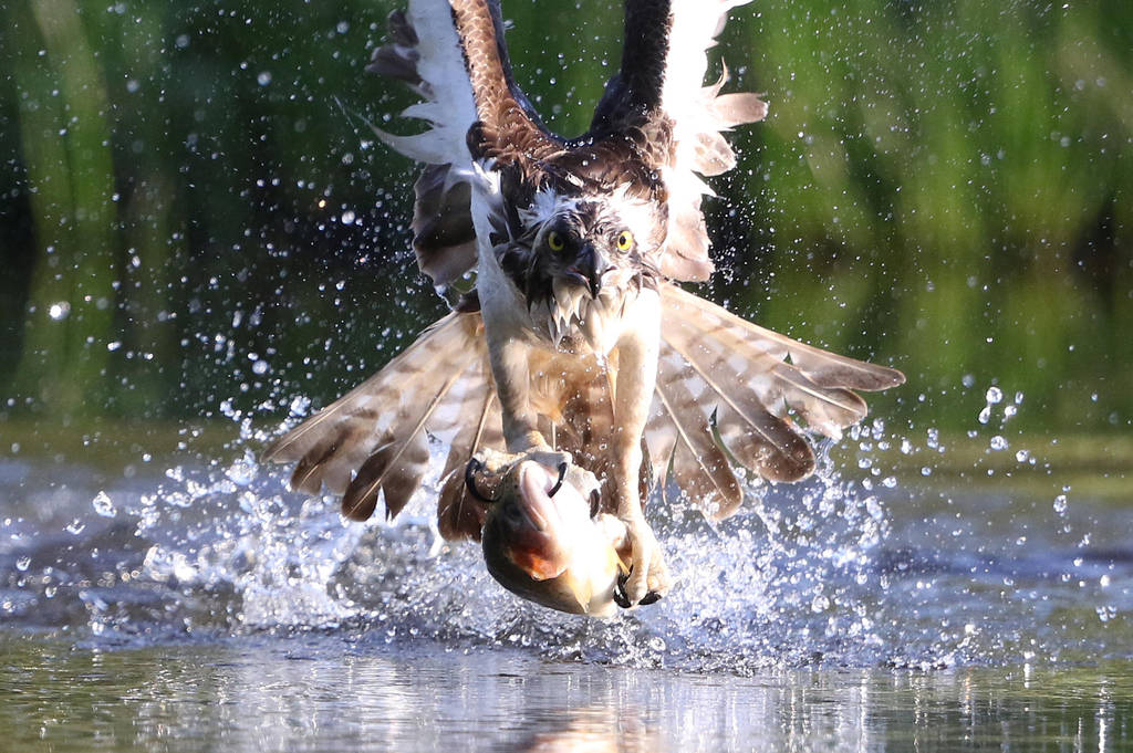 The catch by NurturingNaturesGift The catch by NurturingNaturesGift