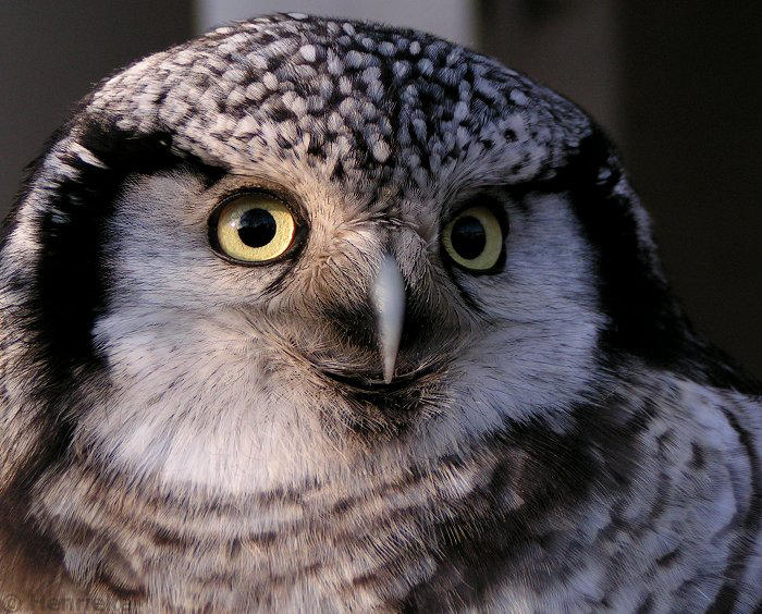 Northern hawk owl by Henrieke on DeviantArt