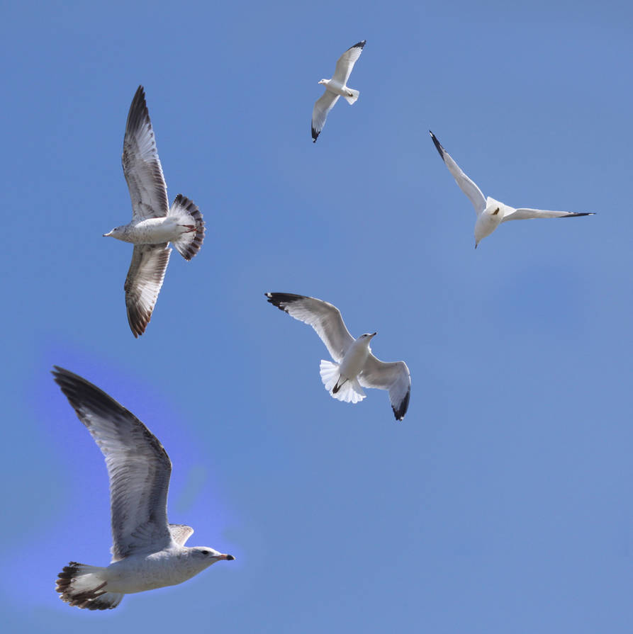 Seagulls by Mechanical-Koi