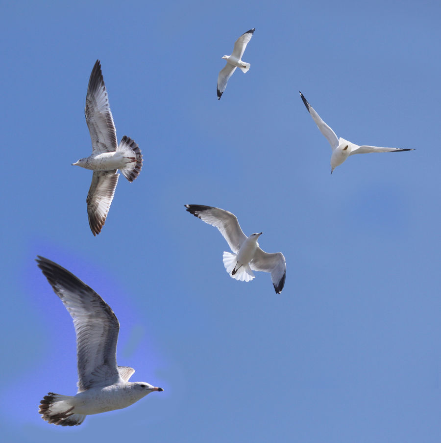 Seagulls by Mechanical-Koi