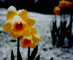 flower with snow on it by Slinky-2012
