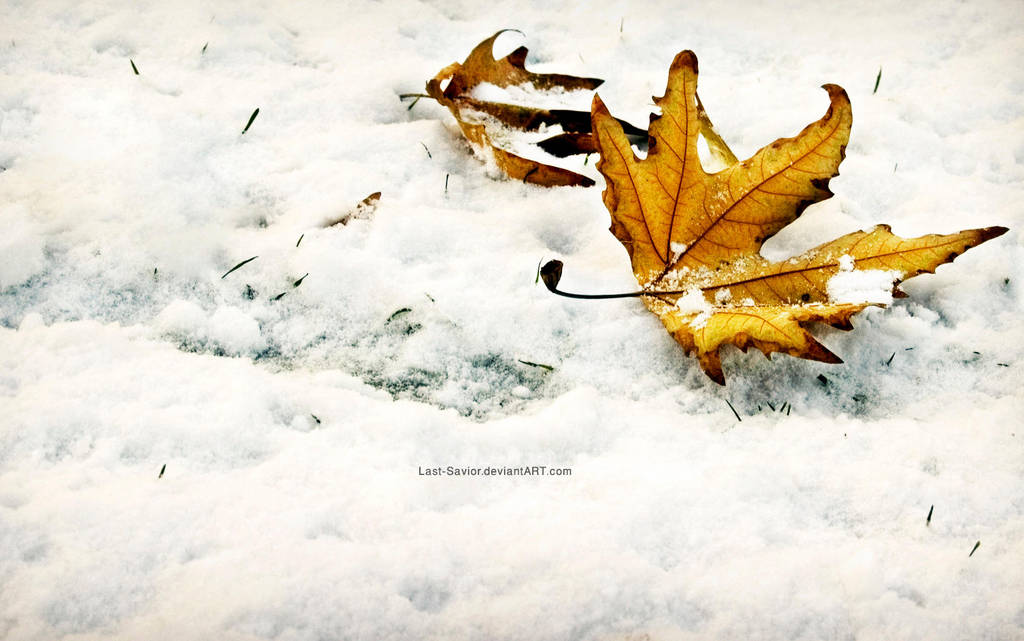 Winter Fall-Wallpaper by Last-Savior