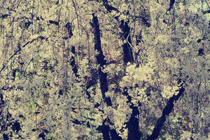 Blossoming I See? by alexisdanielle