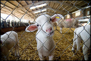 Me lamb, you... by velocista