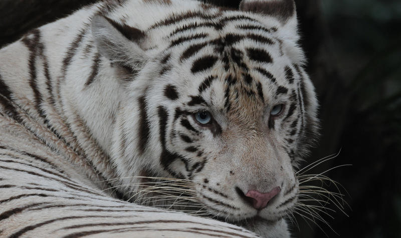 White Tiger.9626 by DPasschier