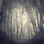 In the deep forest by leenik