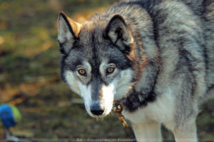 Sledgedog I by Khalliysgraphy