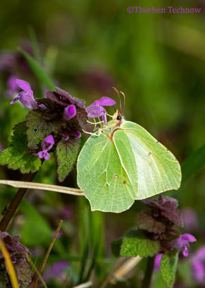 Common brimstone by WildGepard Common brimstone by WildGepard