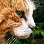 She Stares by SaphoPhotographics