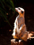 Meerkat in the light by SaphoPhotographics