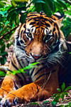 Jungle Queen by SaphoPhotographics
