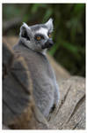King Julien by oetzy
