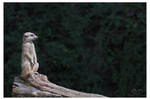The Guardian by oetzy