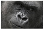 Face to Face by oetzy