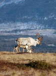 Santa's reindeers 6 by LucieG-Stock