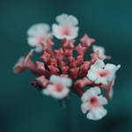 Lantana by AbidingDaRules