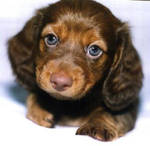 Long-hair Dachshund: Chocolate by dogs