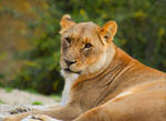 Lionessa by Aenea-Jones