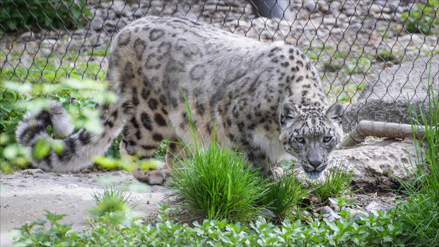 #leopard | Explore leopard on DeviantArt