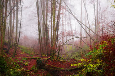 Red Leaves and Fog by Aenea-Jones