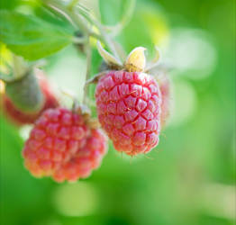 Raspberry by Aenea-Jones