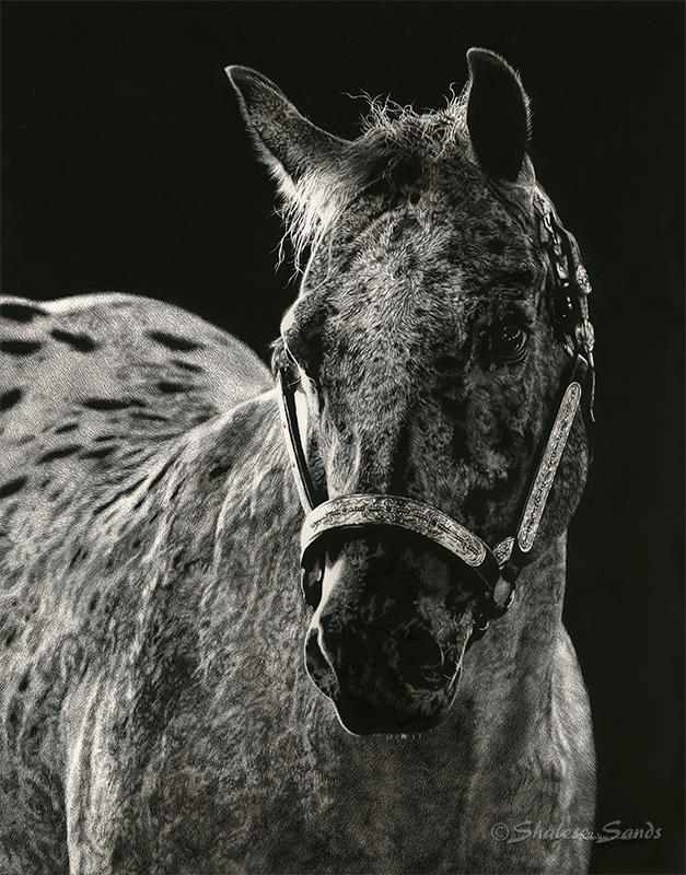Showstopper - Scratchboard by ShaleseSands