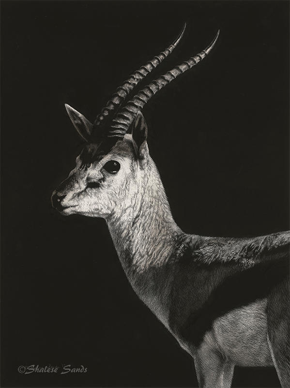 Thompson's Gazelle - Scratchboard by ShaleseSands