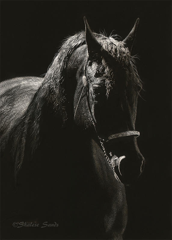 A Light in the Dark - Scratchboard by ShaleseSands