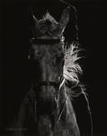 Ne Plus Ultra - Scratchboard by ShaleseSands