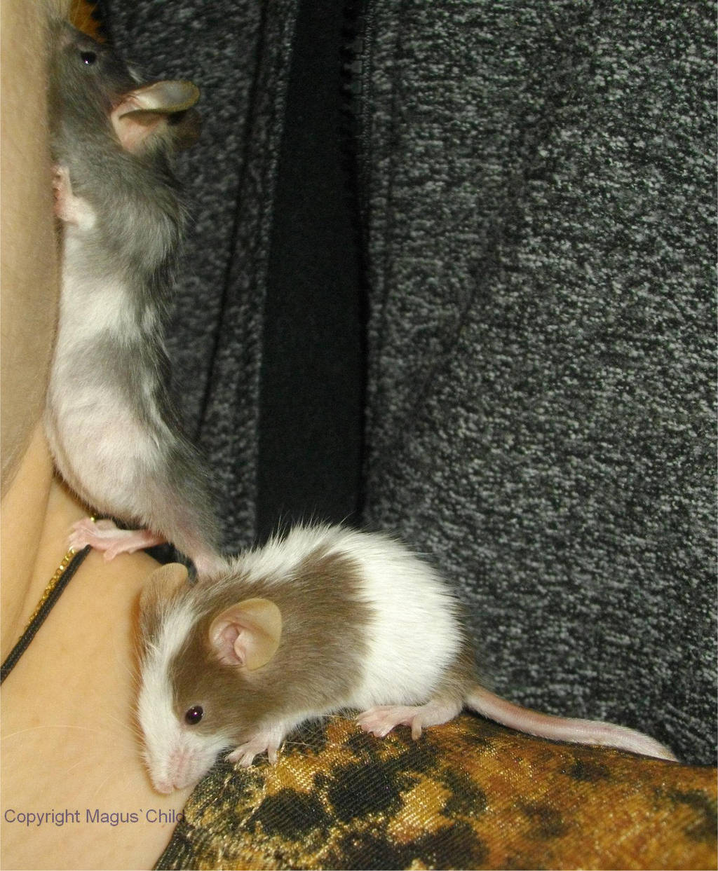 Tickle mum's ear by MaguschildCloud on DeviantArt