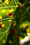 Leaf by ImpatientButterfly