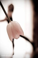 new tutu... by FioReLLo