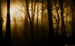 Forest Rays II by l8