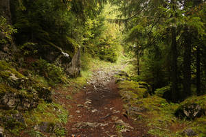 Lac de Tanay - Forest 01 by ALP-Stock
