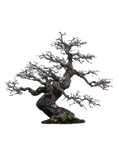 tree png by camelfobia